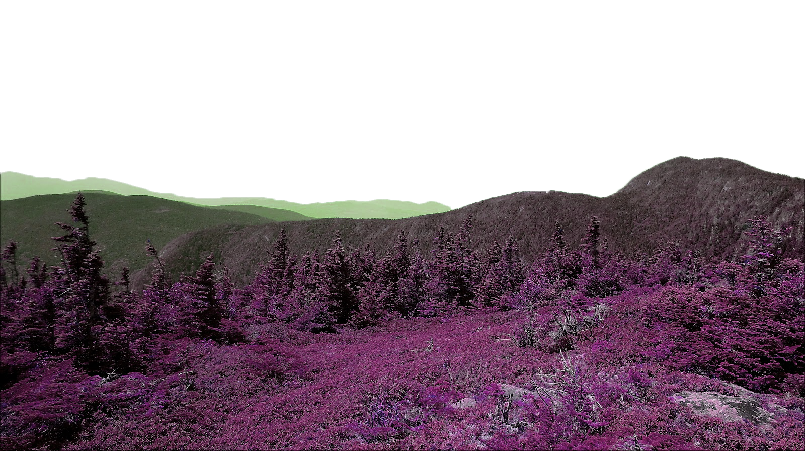 runforrest